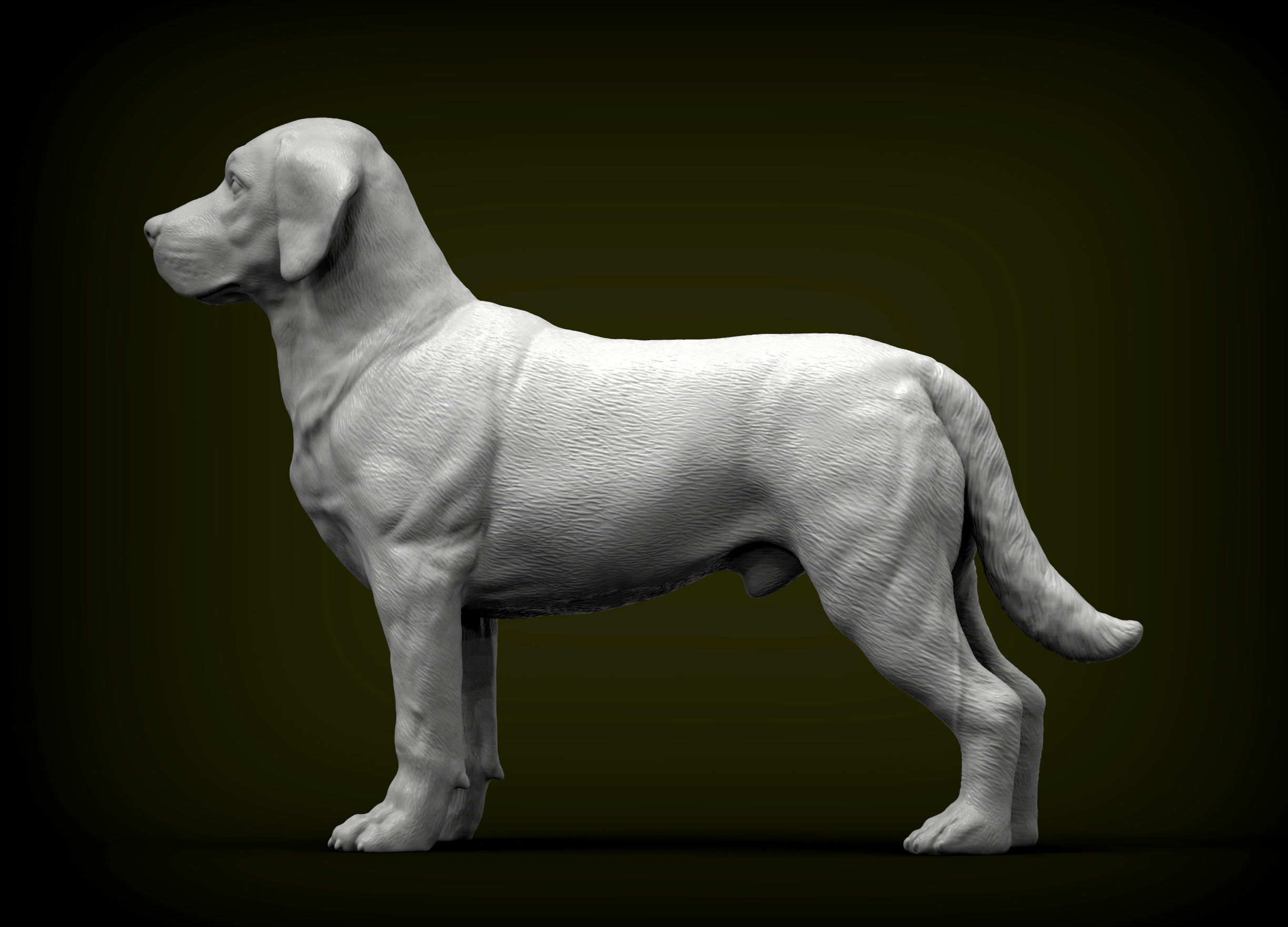 Labrador  3D print model_1