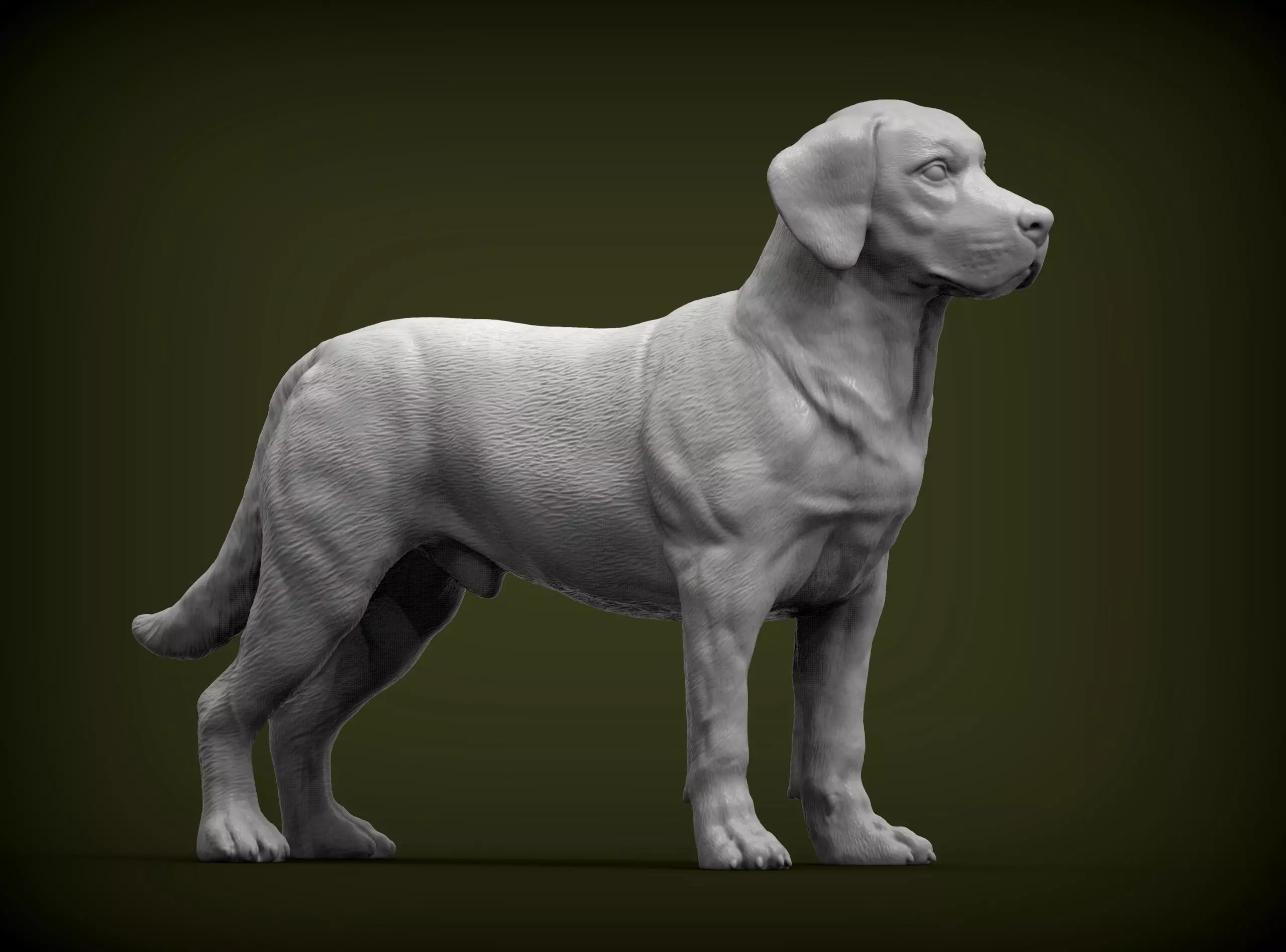 Labrador  3D print model_0