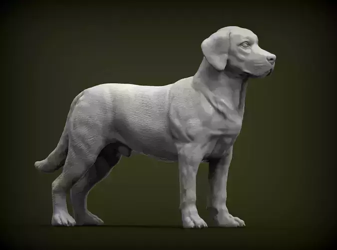 Labrador  3D print model