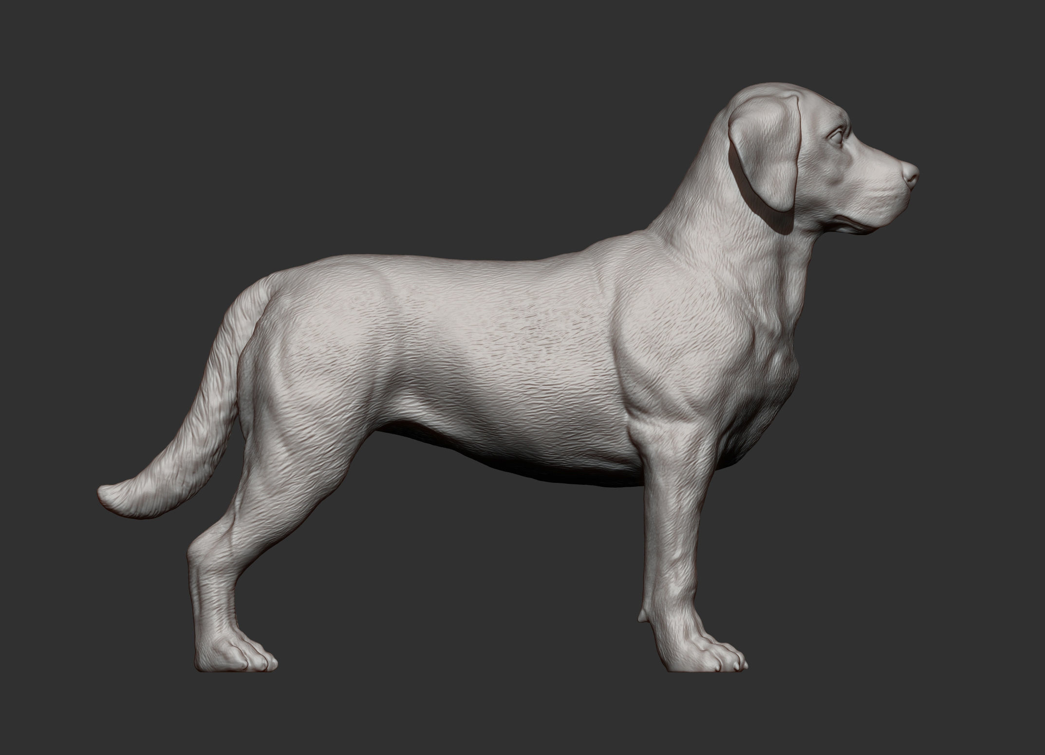Labrador  3D print model_10