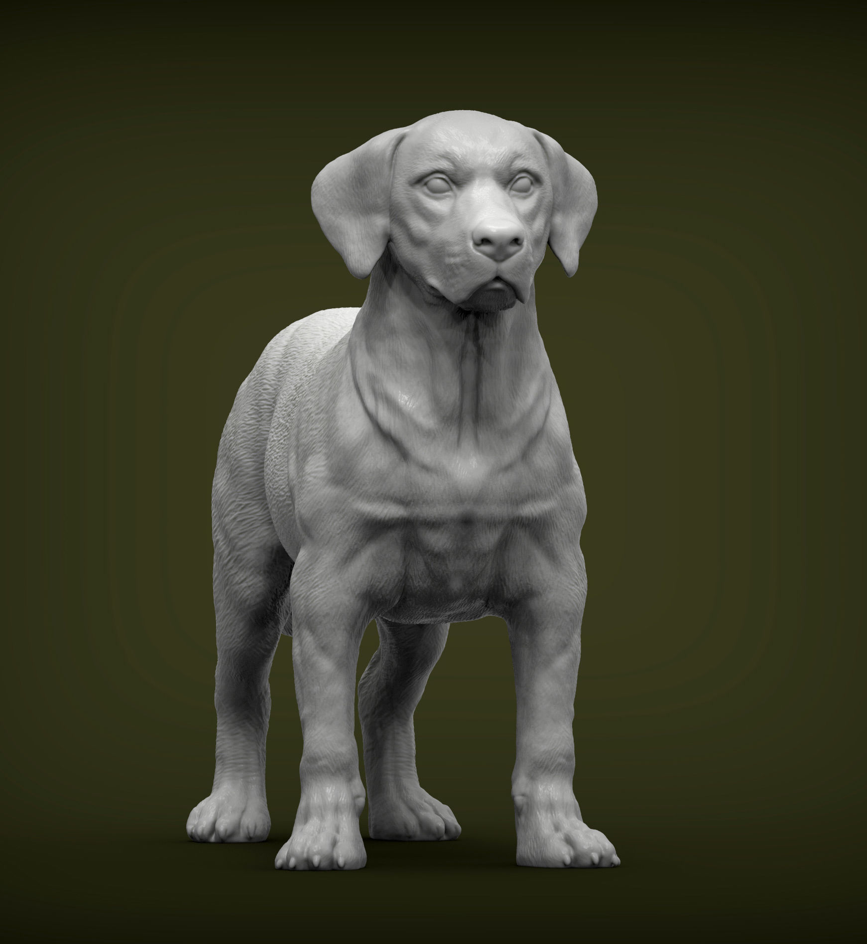 Labrador  3D print model_4