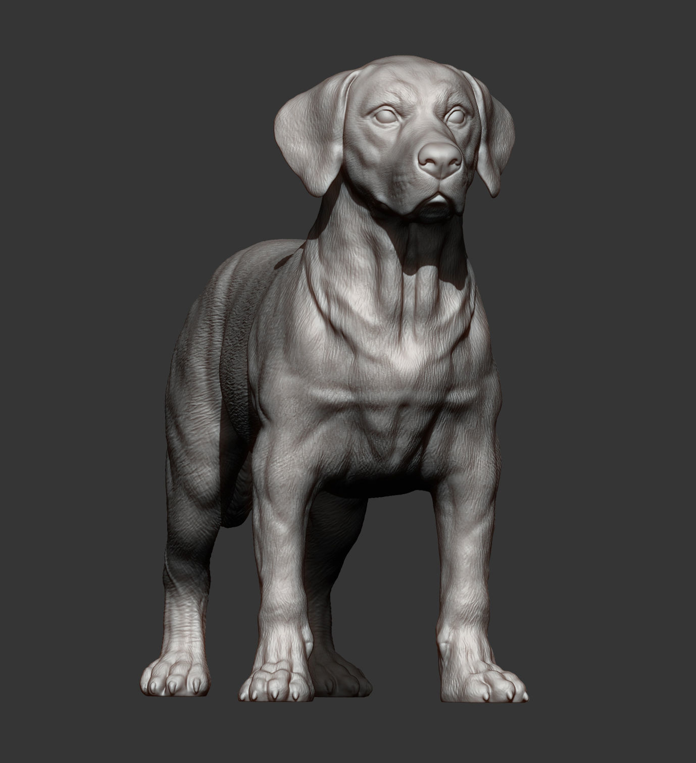 Labrador  3D print model_8