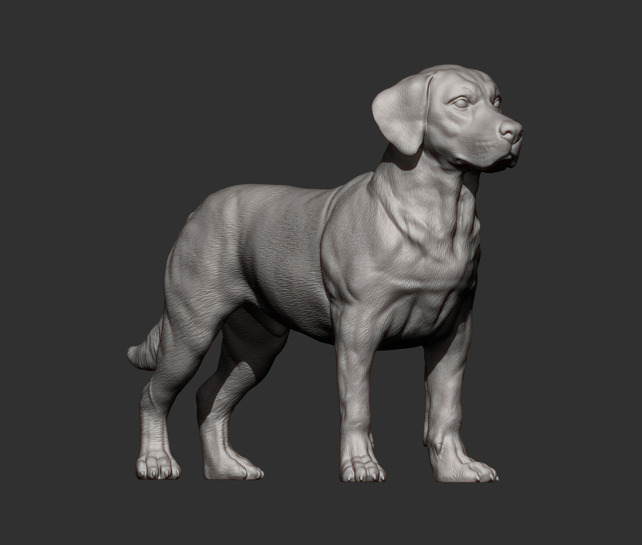 Labrador  3D print model_7