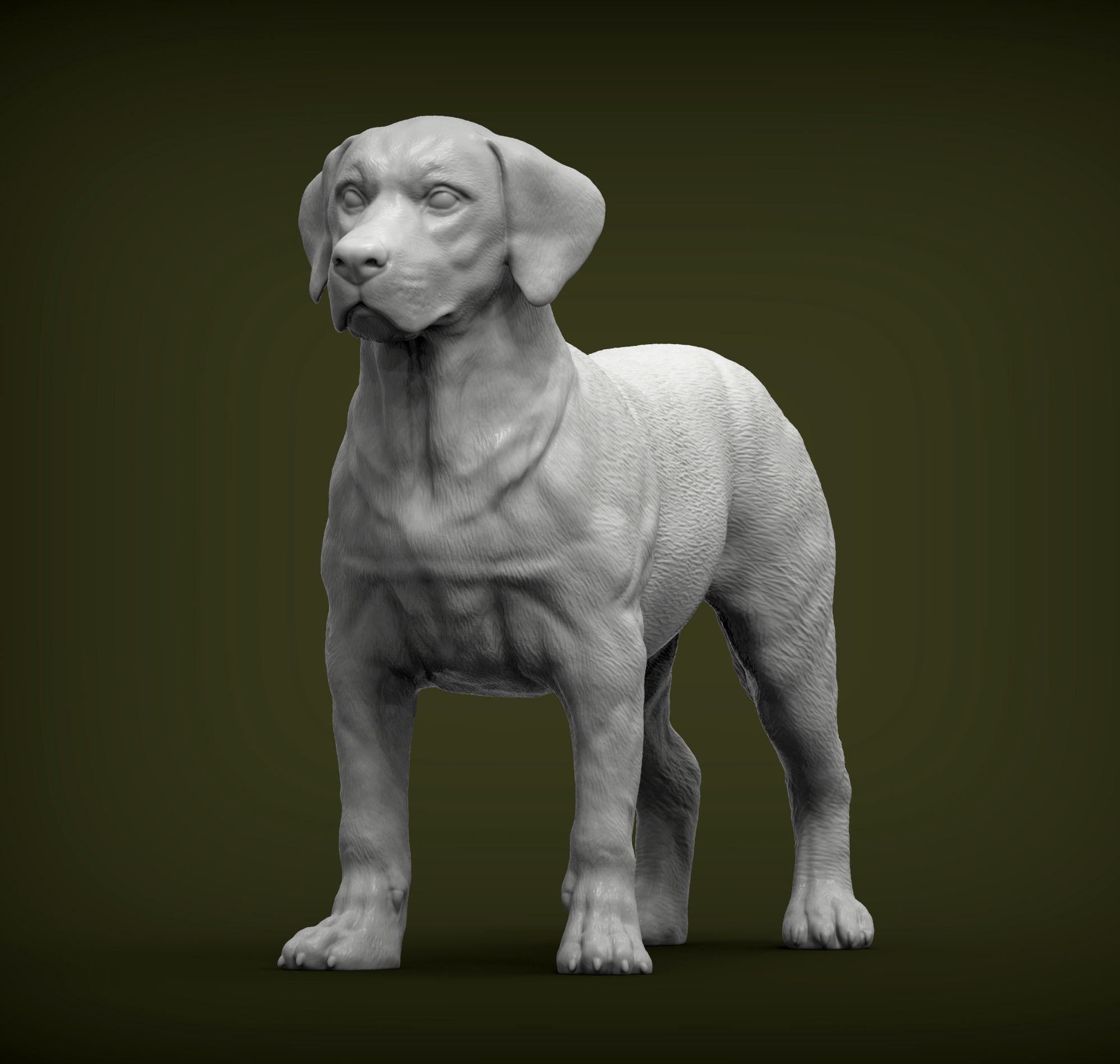 Labrador  3D print model_3