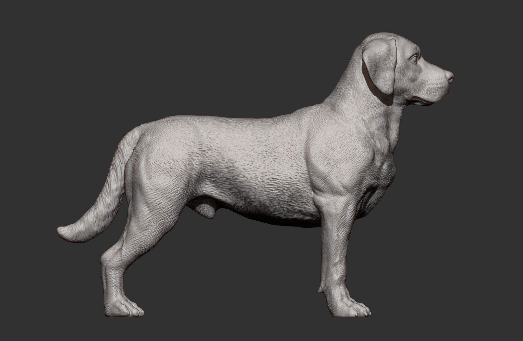 Labrador  3D print model_9