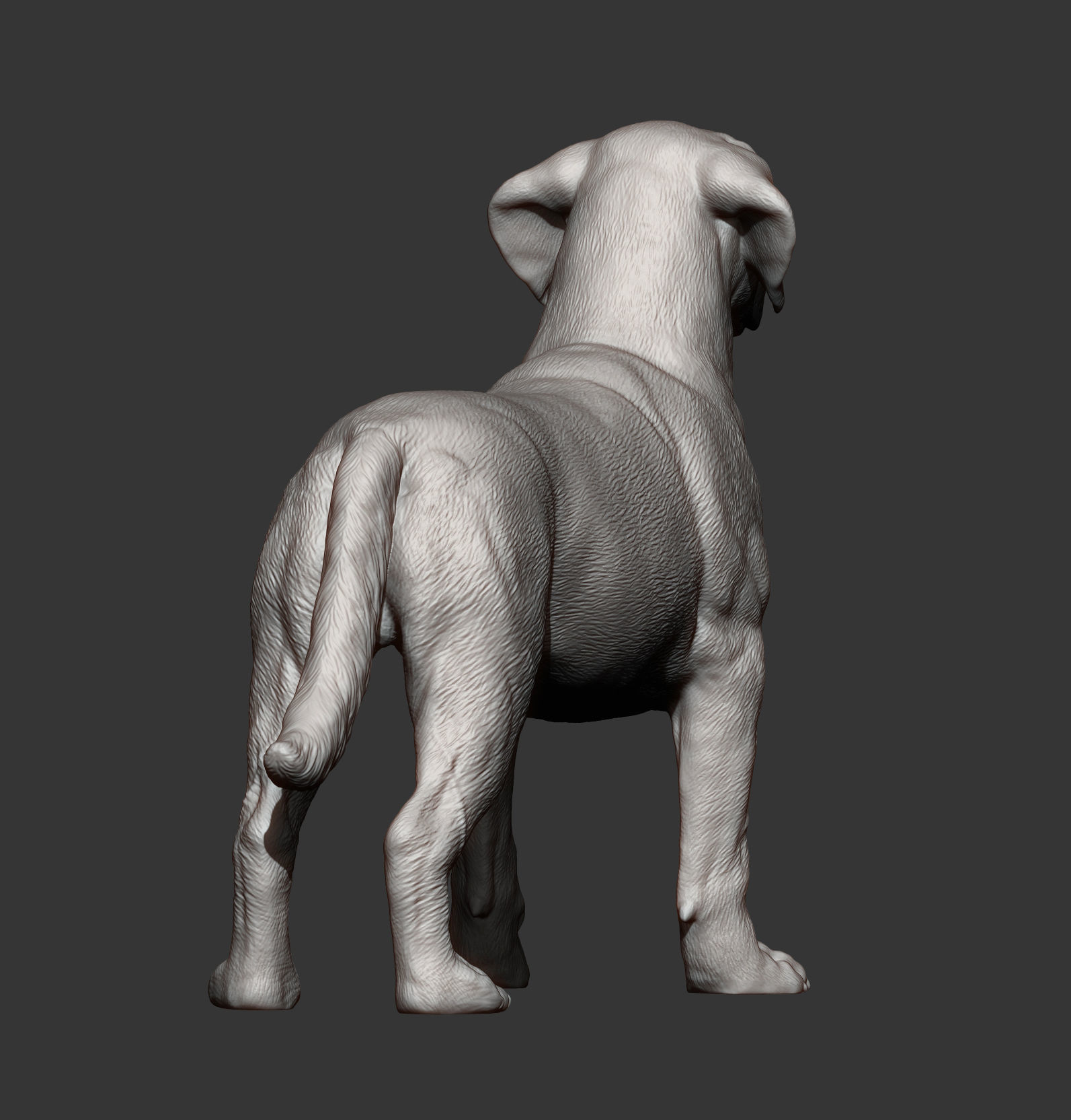 Labrador  3D print model_5