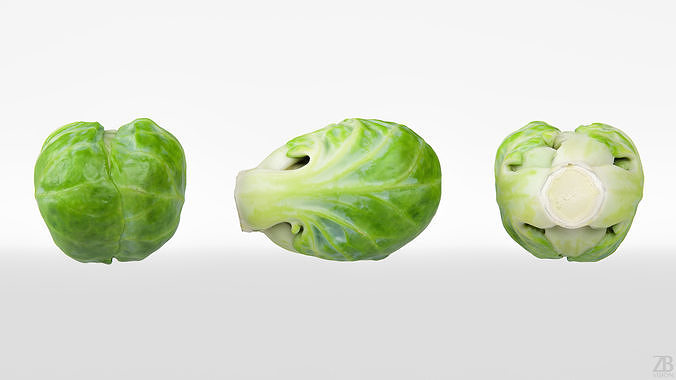 Brussels Sprout 3D model 5