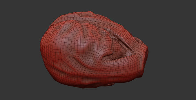 Brussels Sprout 3D model 7