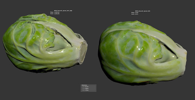 Brussels Sprout 3D model 6