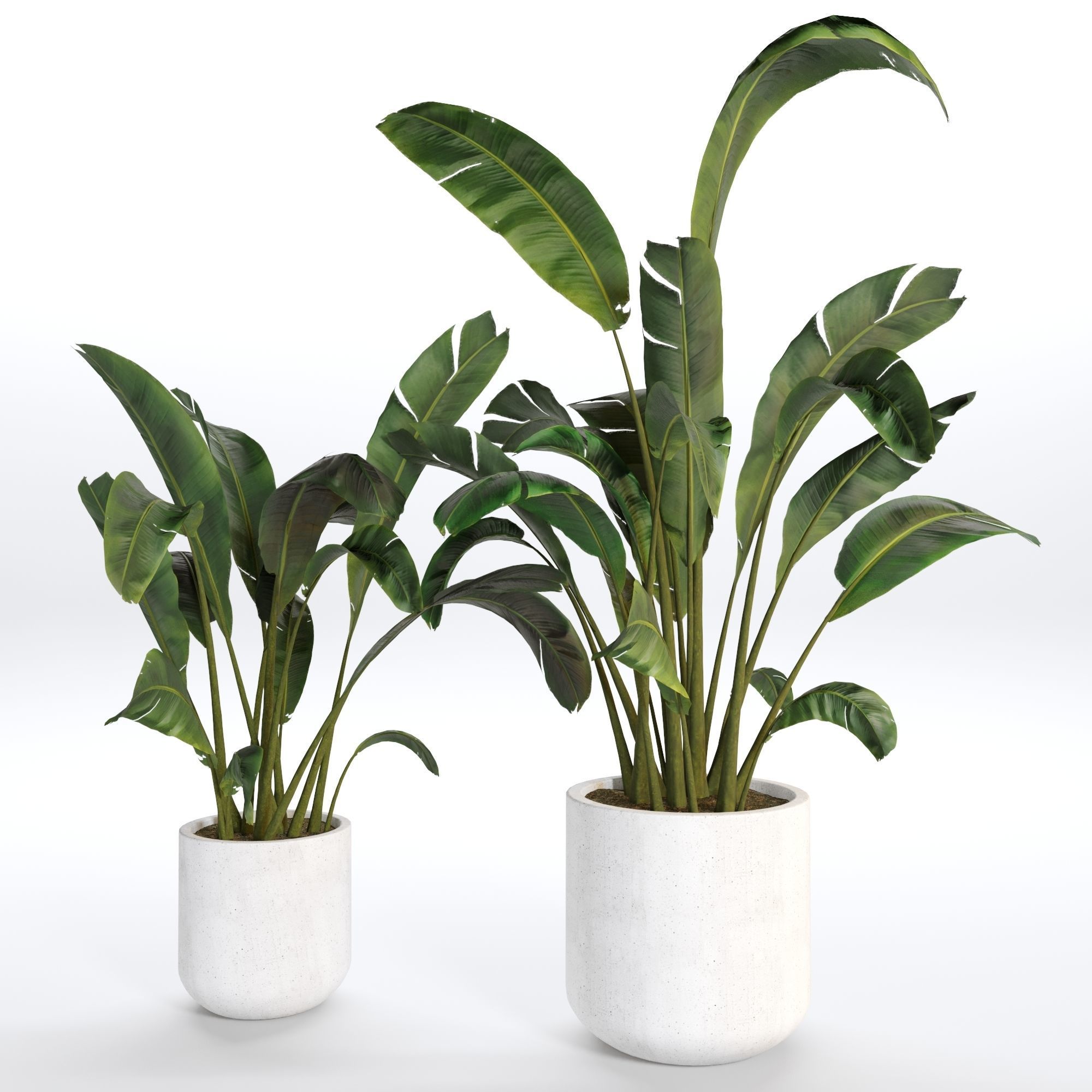 Indoor Plant 03 3D model_1