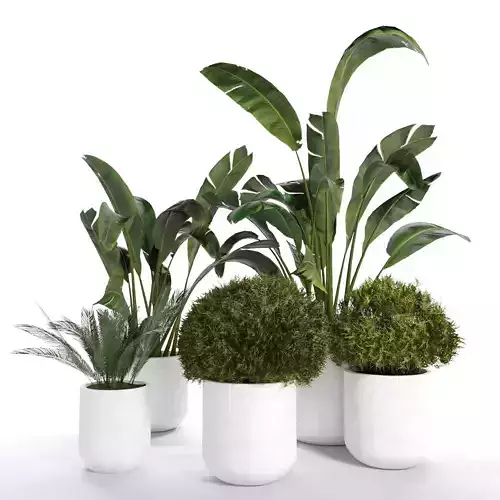 Indoor Plant 03 3D model