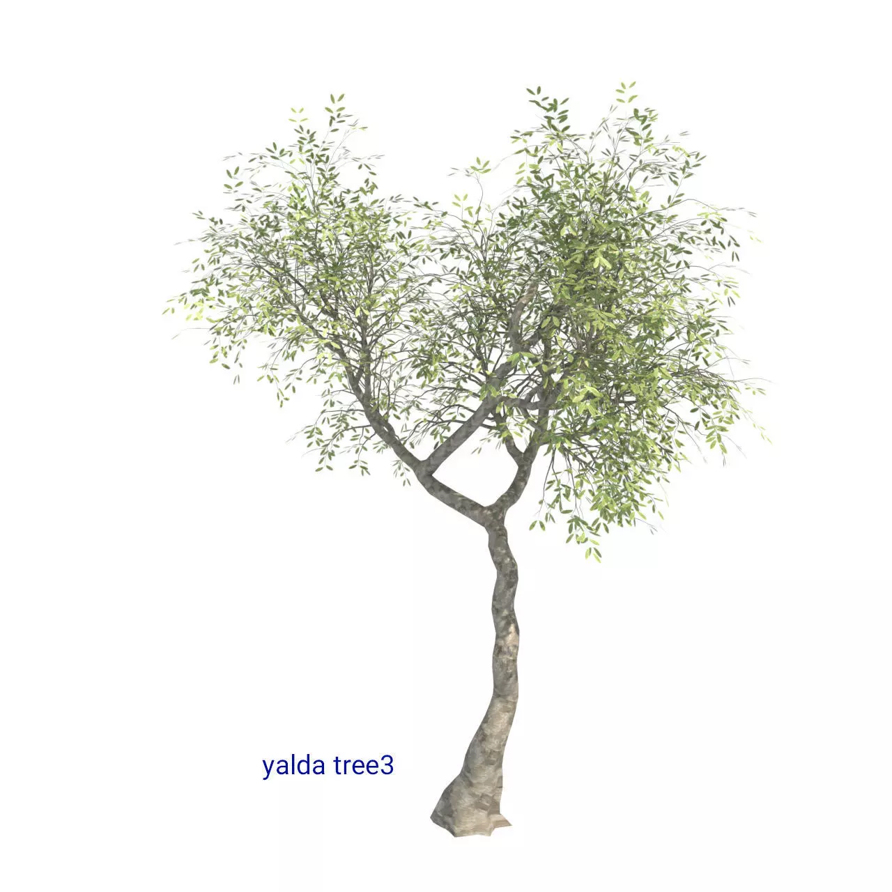 yalda tree 3 Free 3D model_0