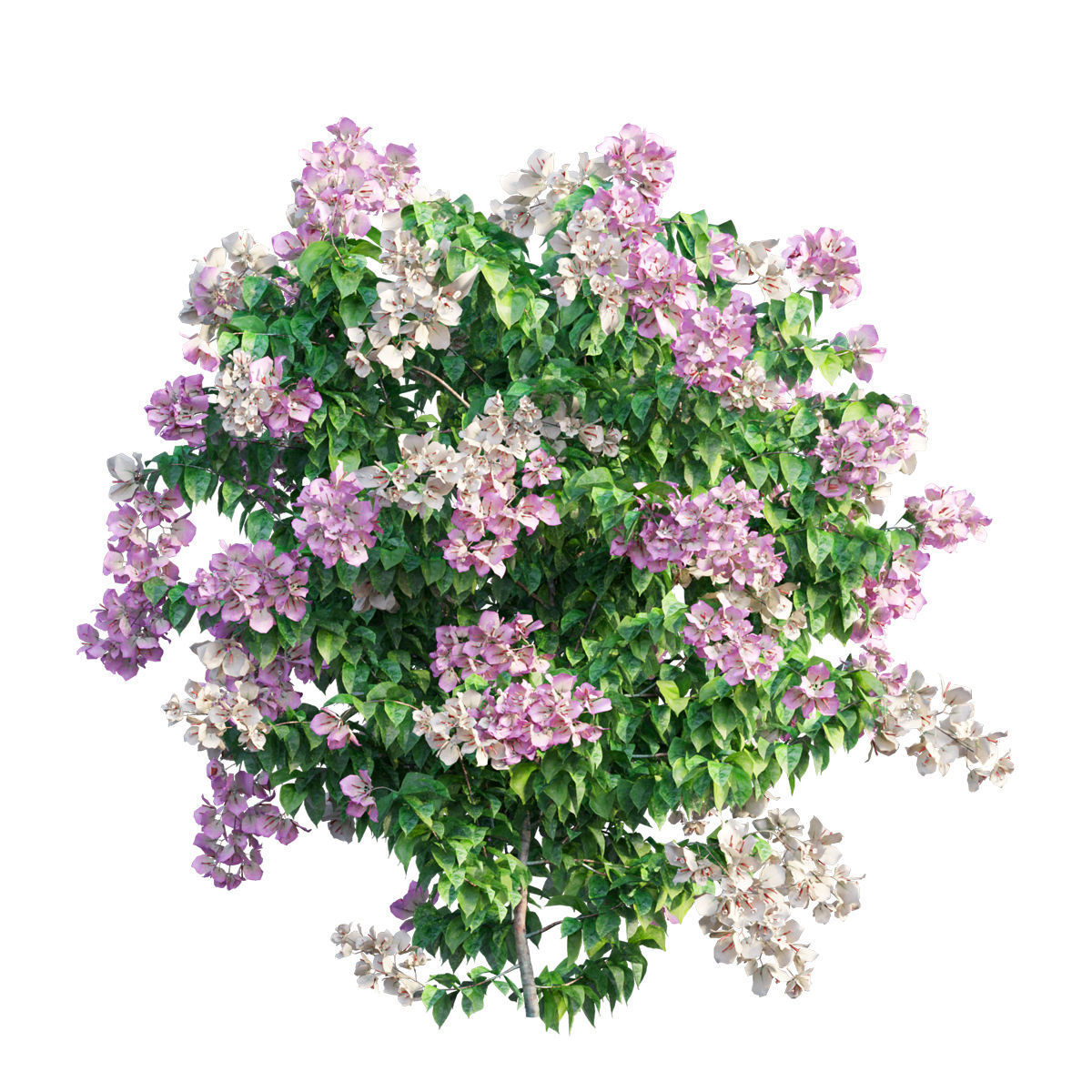 Bougainvillea  plant set 33 3D model_1