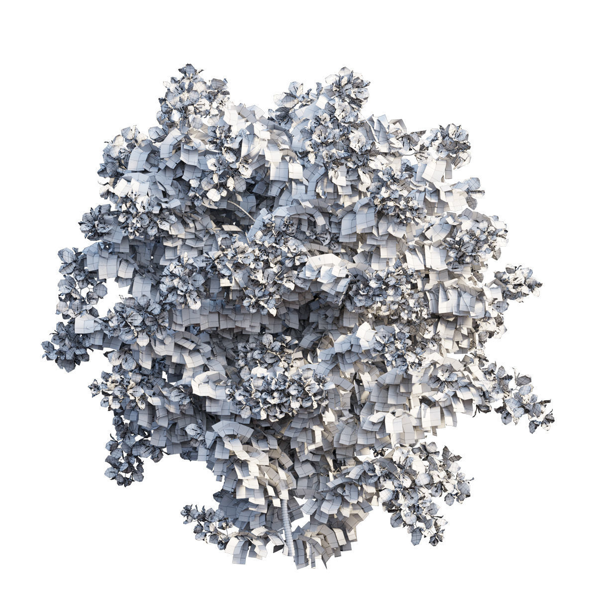 Bougainvillea  plant set 33 3D model_2