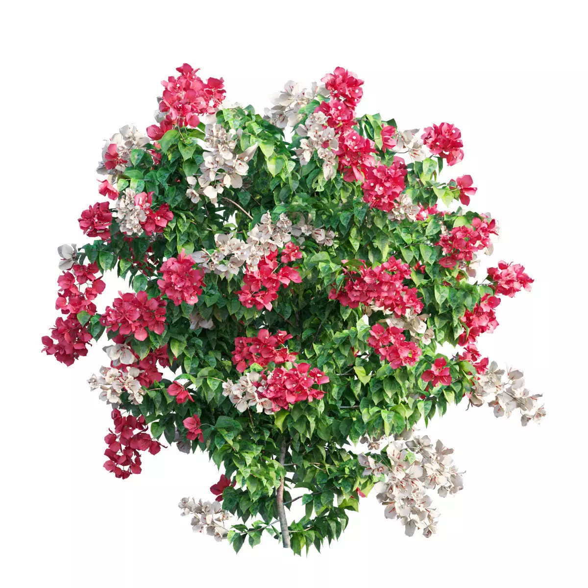 Bougainvillea  plant set 33 3D model_0