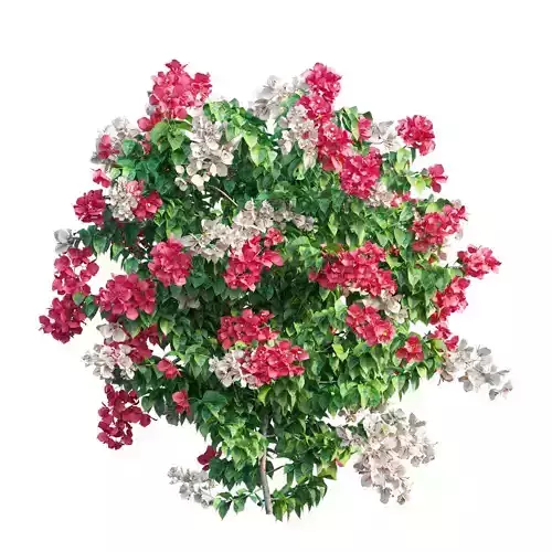 Bougainvillea  plant set 33 3D model