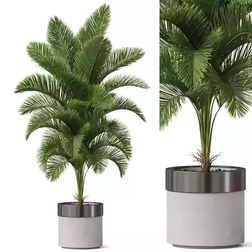 Plants collection 831 3D model