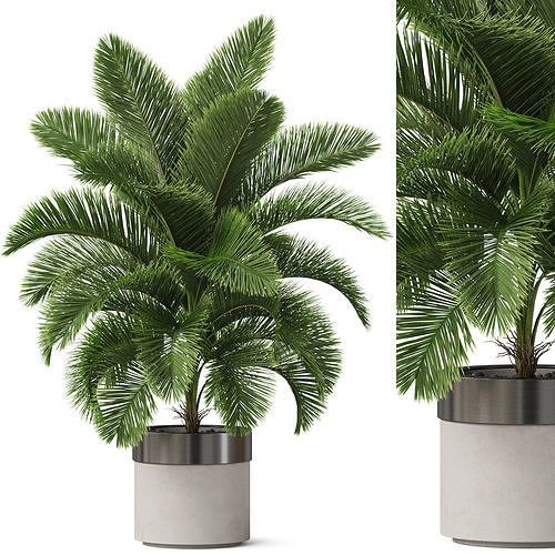 Plants collection 832 3D model