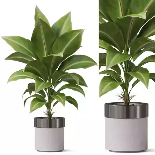 Plants collection 833 3D model