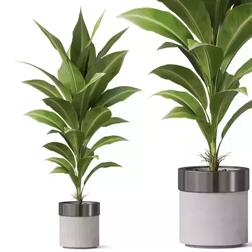 Plants collection 834 3D model