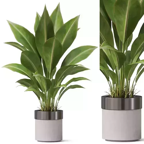 Plants collection 835 3D model