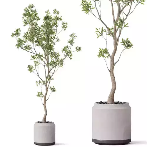 Plants collection 836