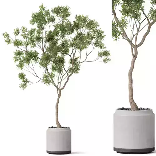 Plants collection 838