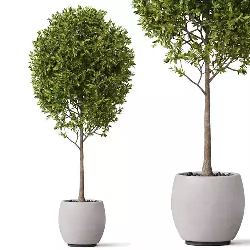 Plants collection 843 3D model
