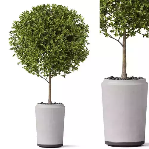 Plants collection 844 3D model