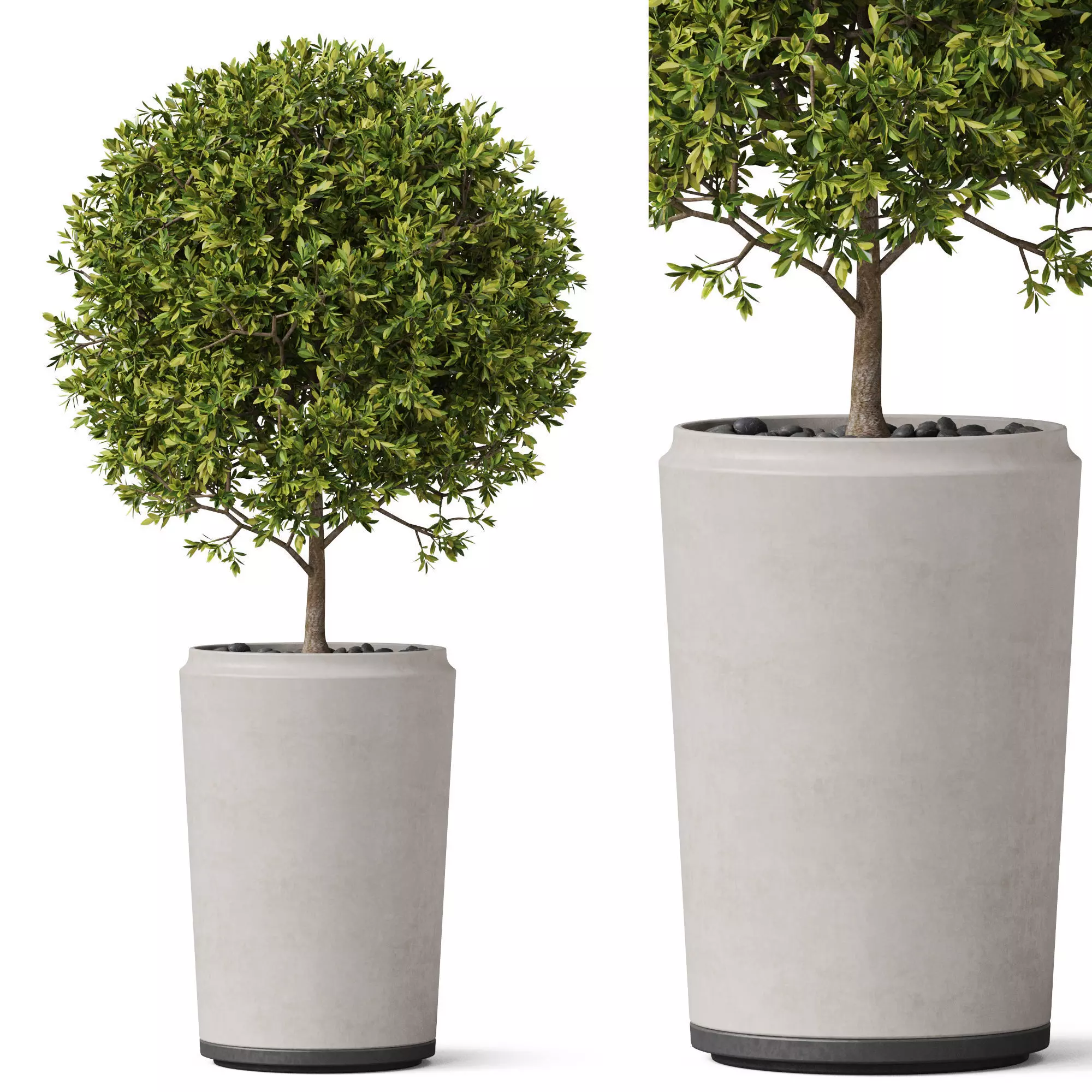Plants collection 845 3D model