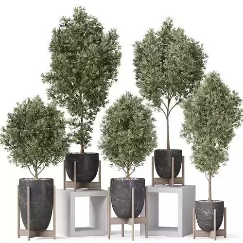 Plants collection 847