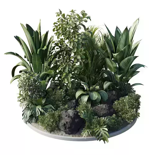 Garden Plants   Outdoor plant Collection 132