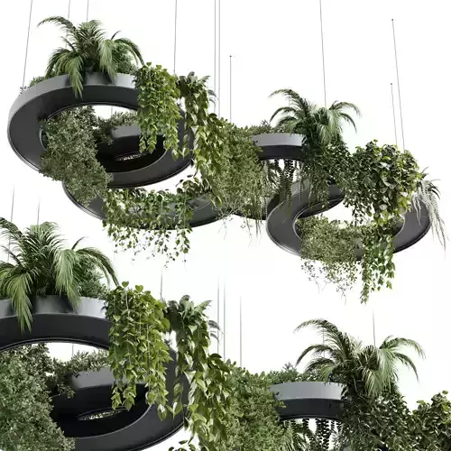 Hanging Plants Indoor plants 309