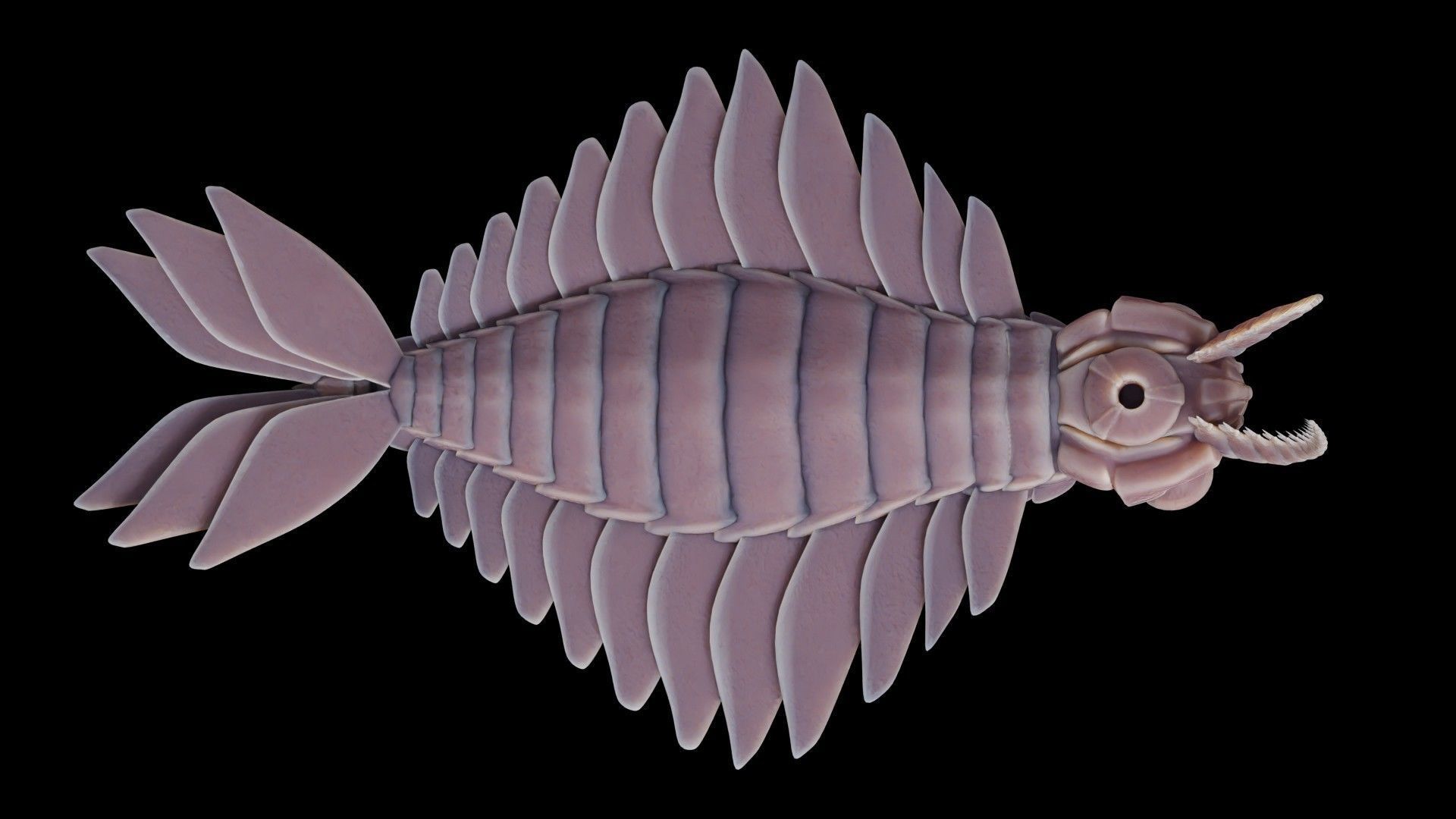 Anomalocaris Canadensis Low-poly 3D model_28