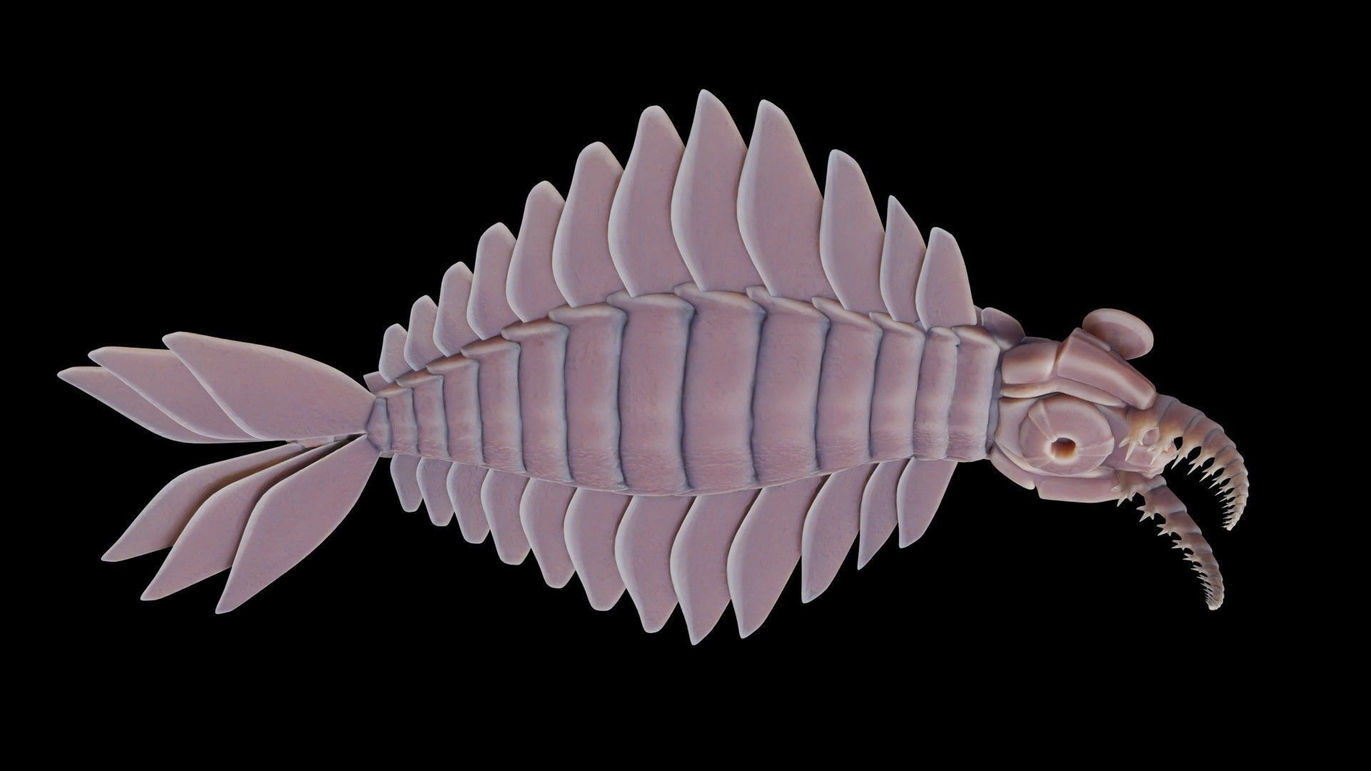 Anomalocaris Canadensis Low-poly 3D model_26