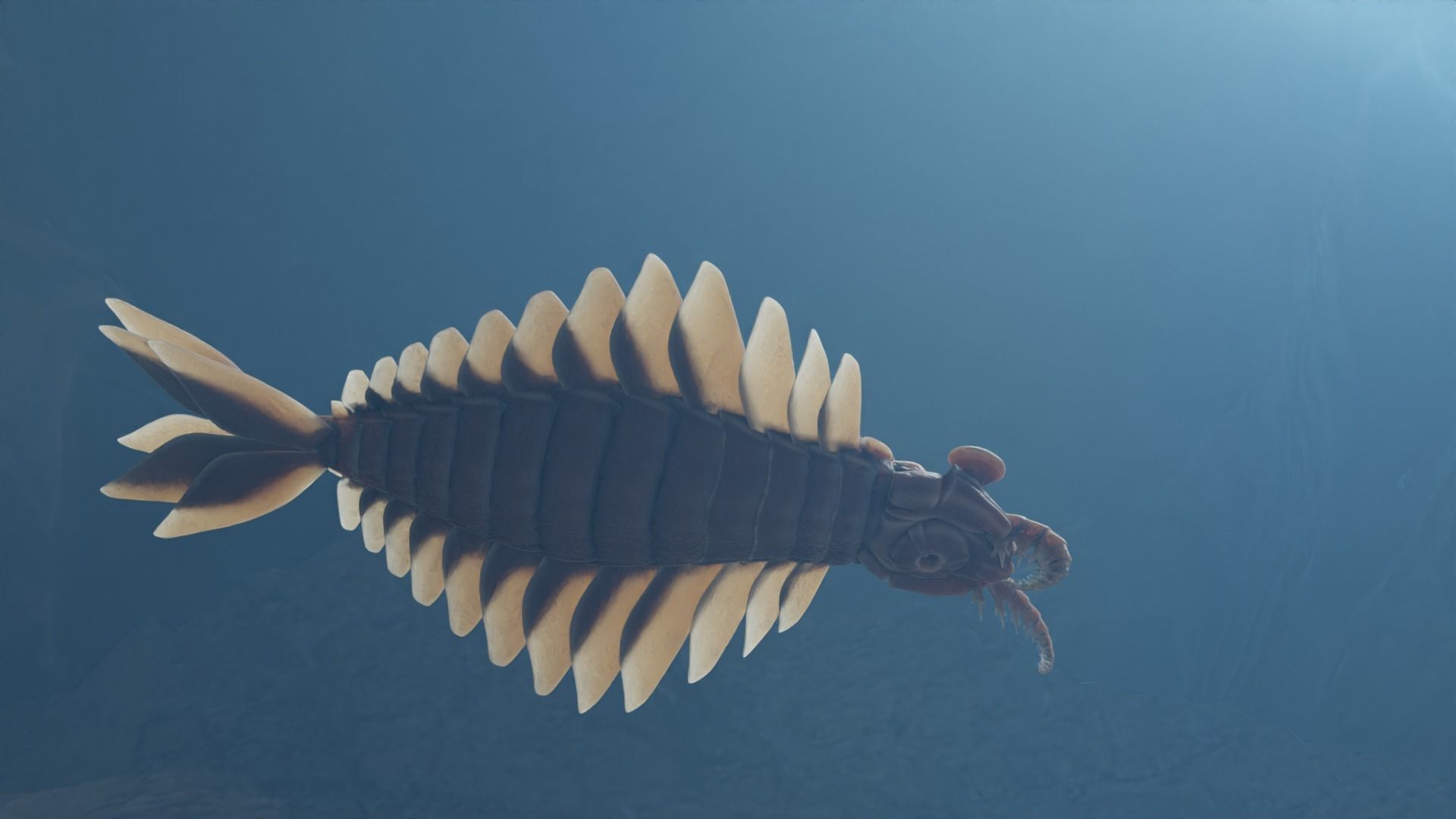 Anomalocaris Canadensis Low-poly 3D model_13