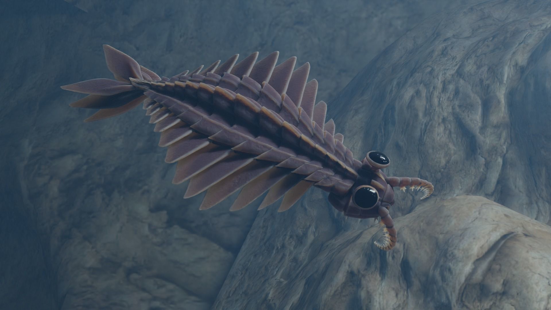 Anomalocaris Canadensis Low-poly 3D model_3