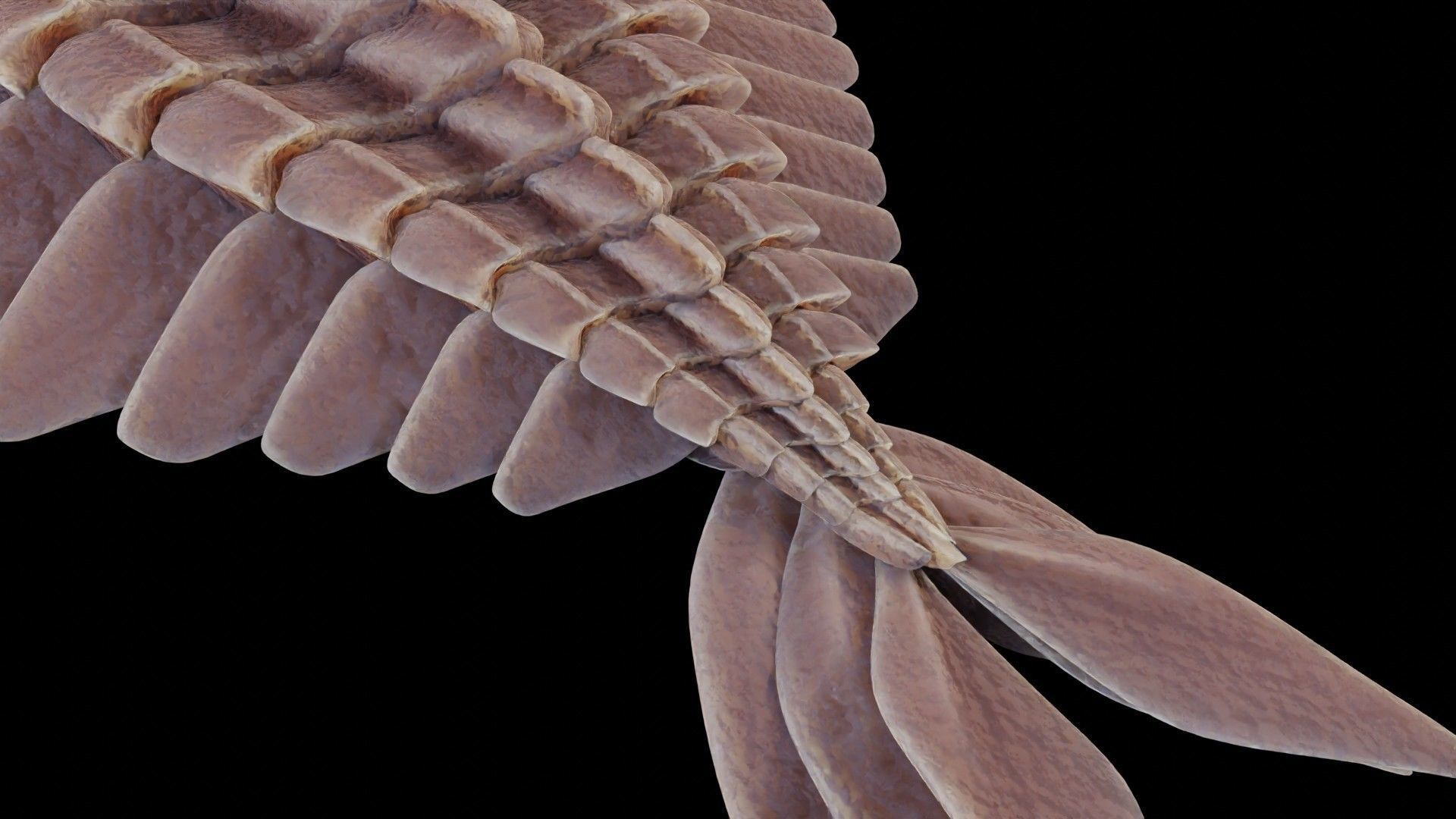 Anomalocaris Canadensis Low-poly 3D model_17