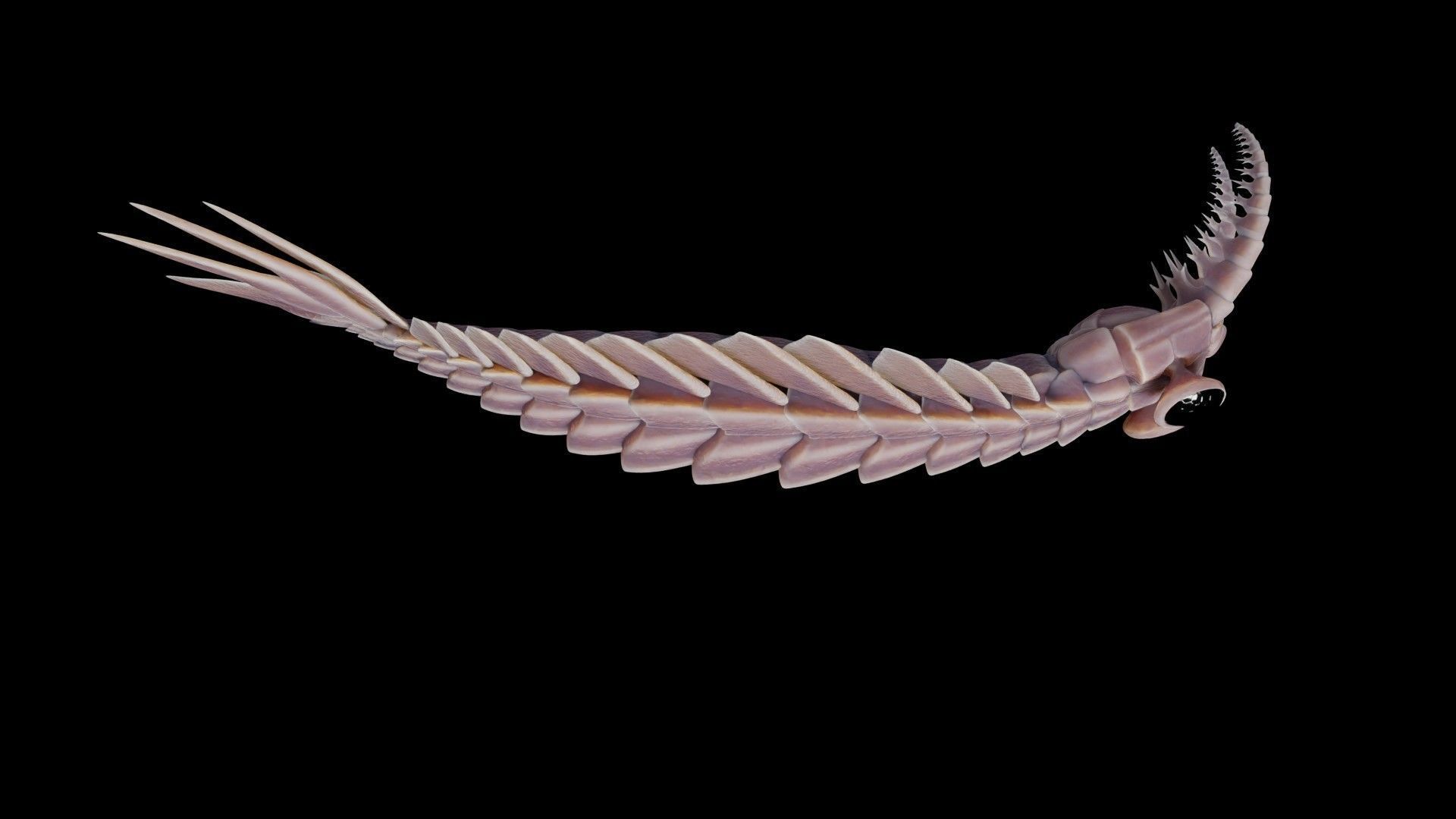 Anomalocaris Canadensis Low-poly 3D model_32