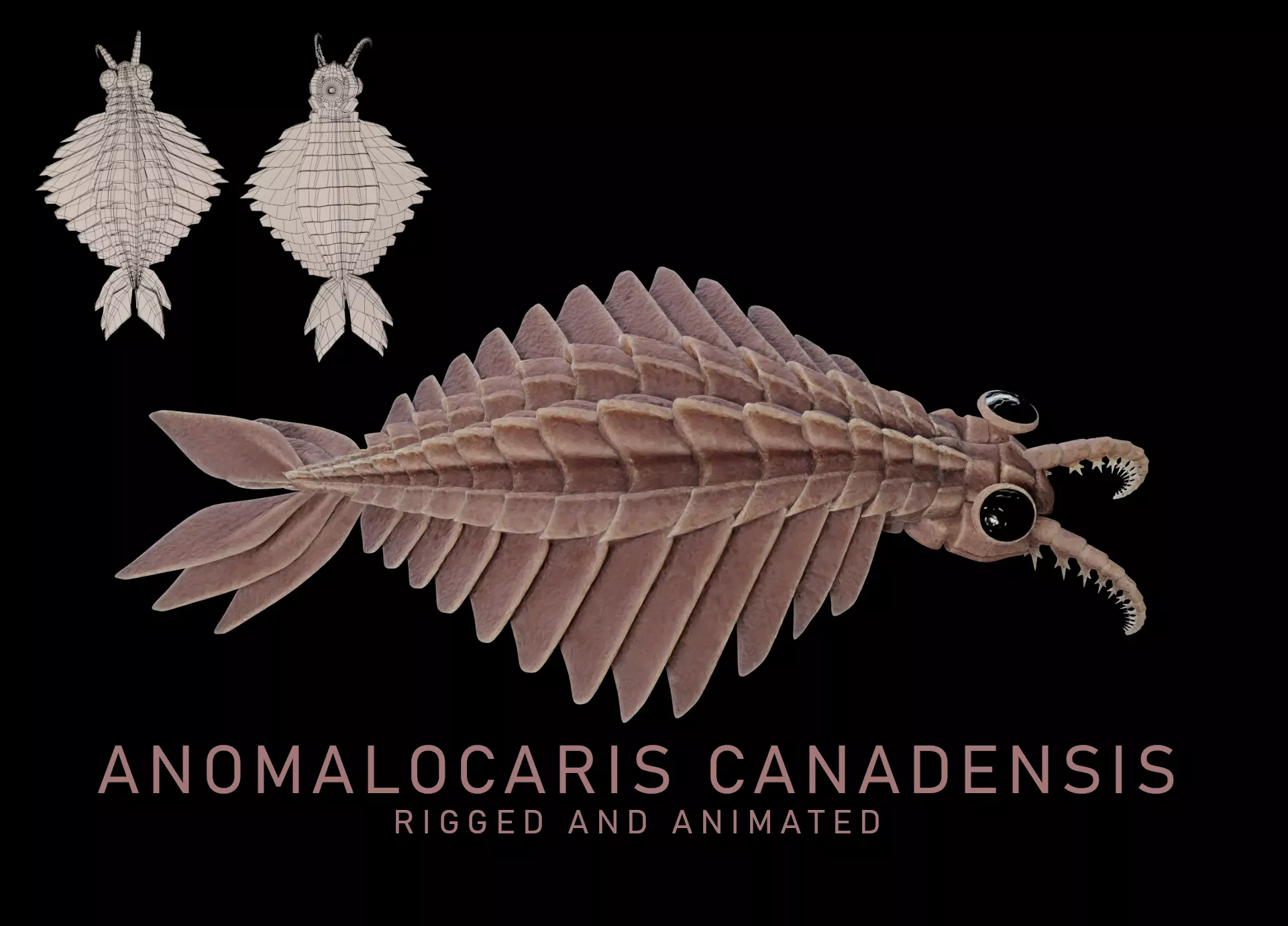 Anomalocaris Canadensis Low-poly 3D model_0