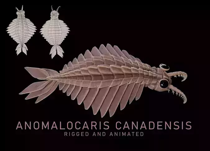 Anomalocaris Canadensis Low-poly 3D model