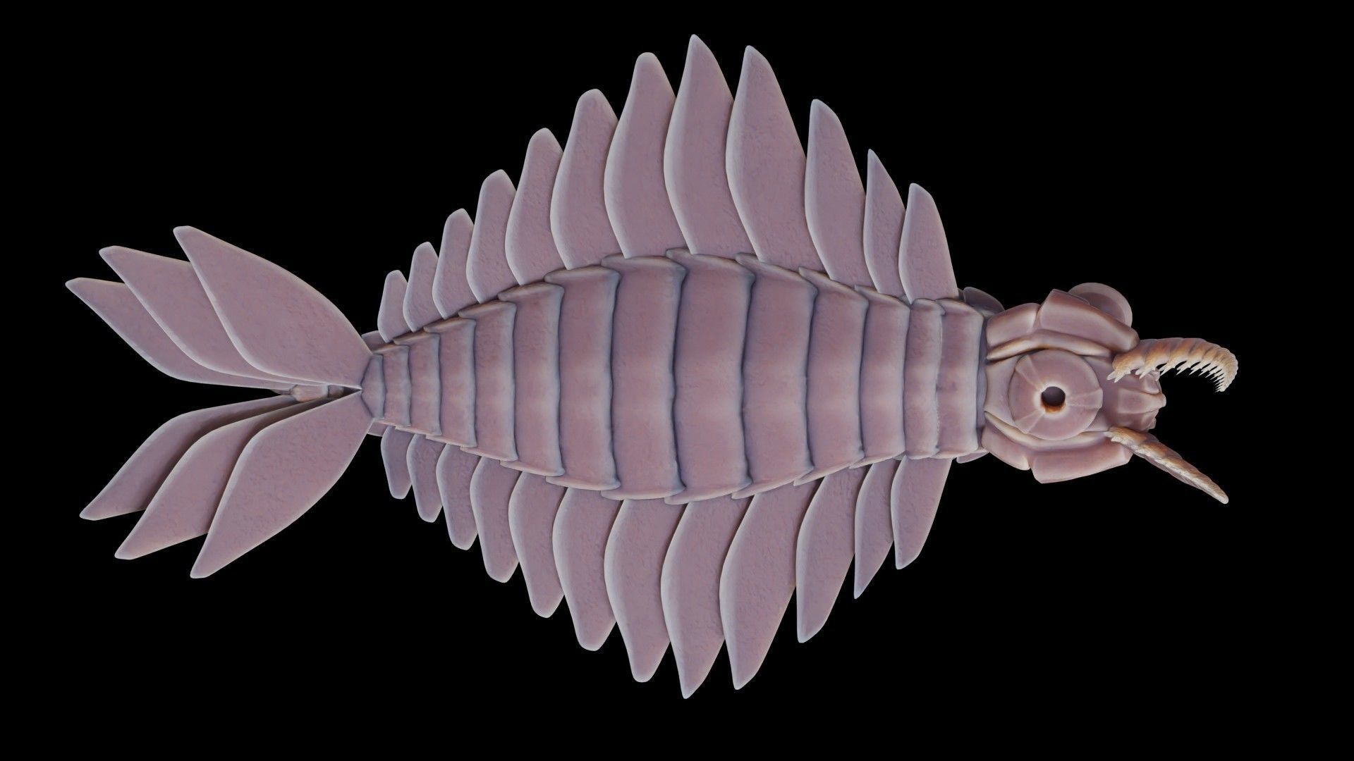 Anomalocaris Canadensis Low-poly 3D model_6