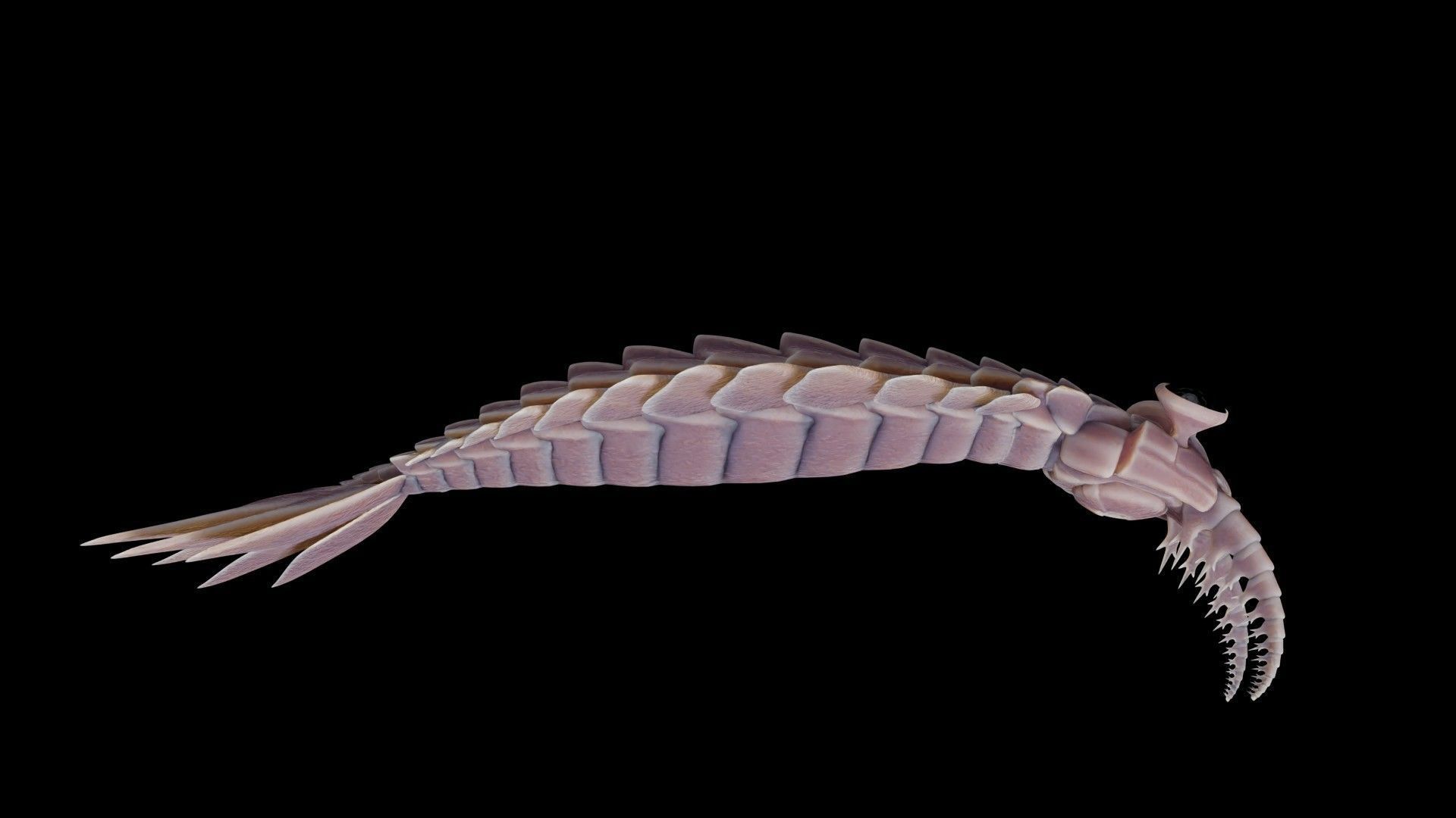 Anomalocaris Canadensis Low-poly 3D model_24