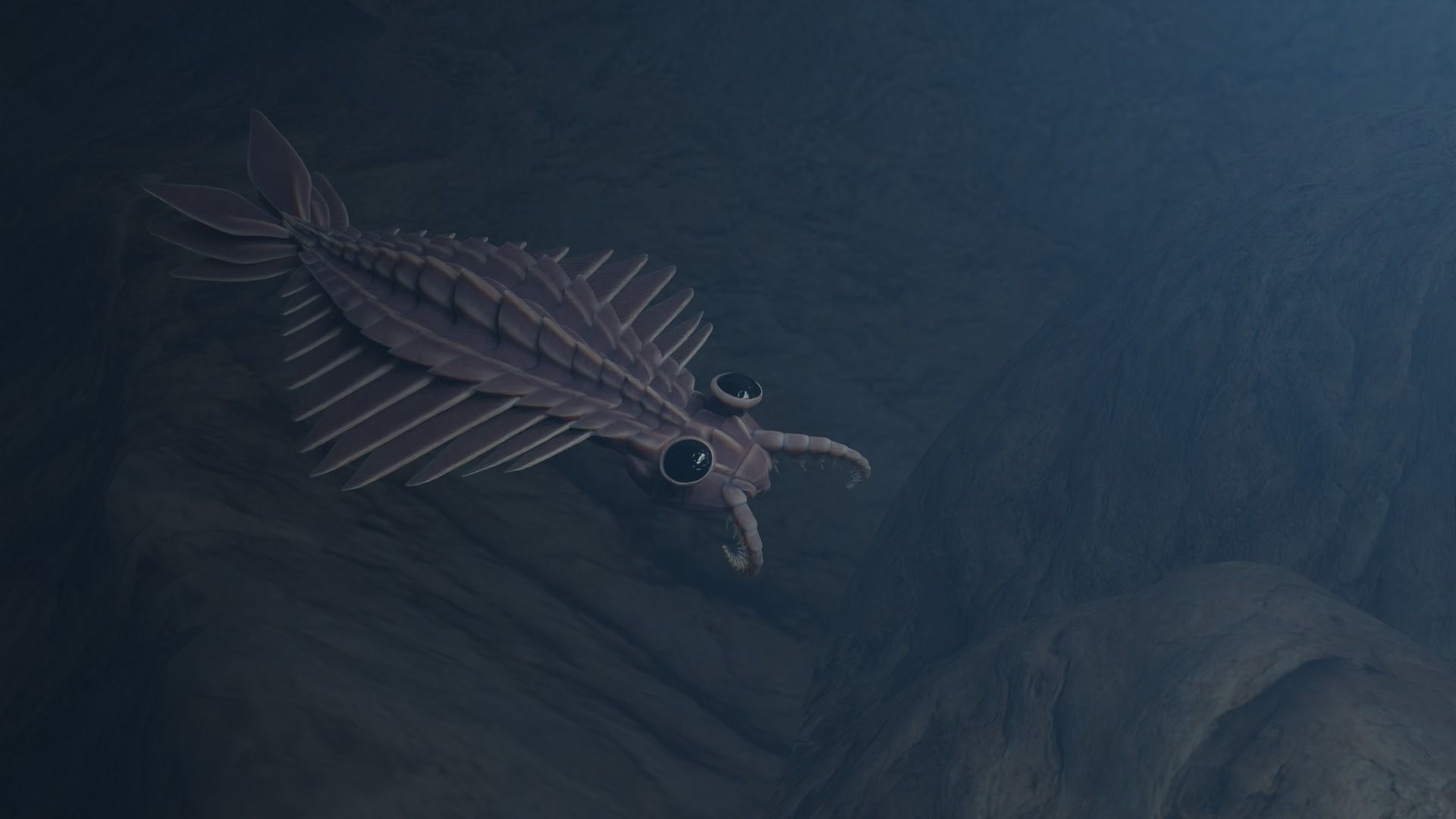 Anomalocaris Canadensis Low-poly 3D model_12