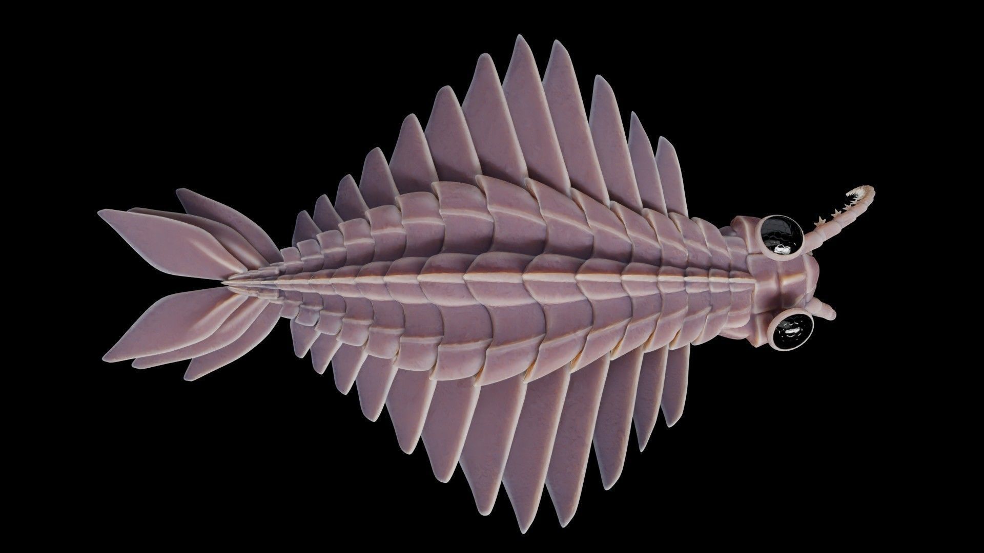 Anomalocaris Canadensis Low-poly 3D model_4