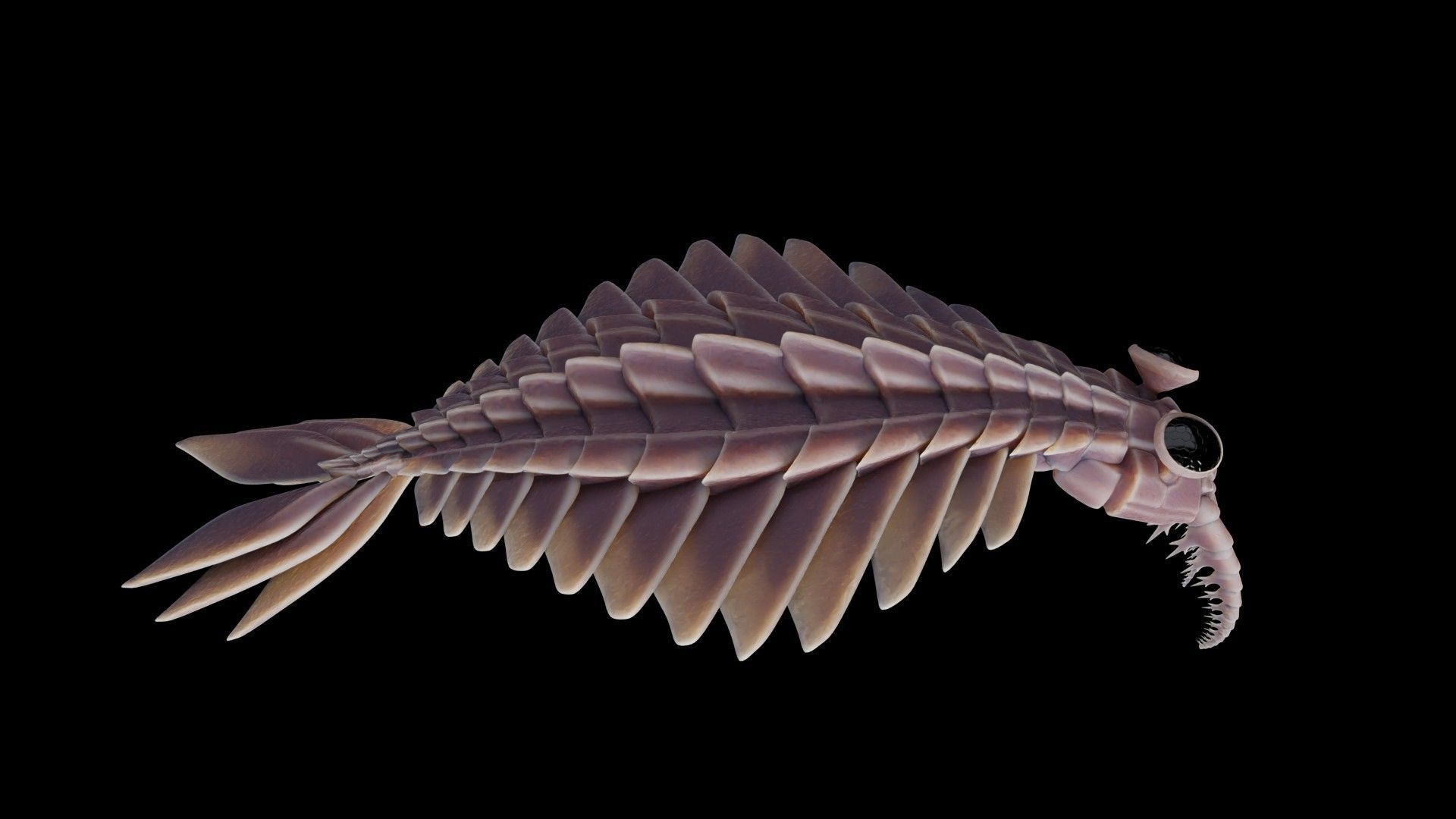 Anomalocaris Canadensis Low-poly 3D model_8