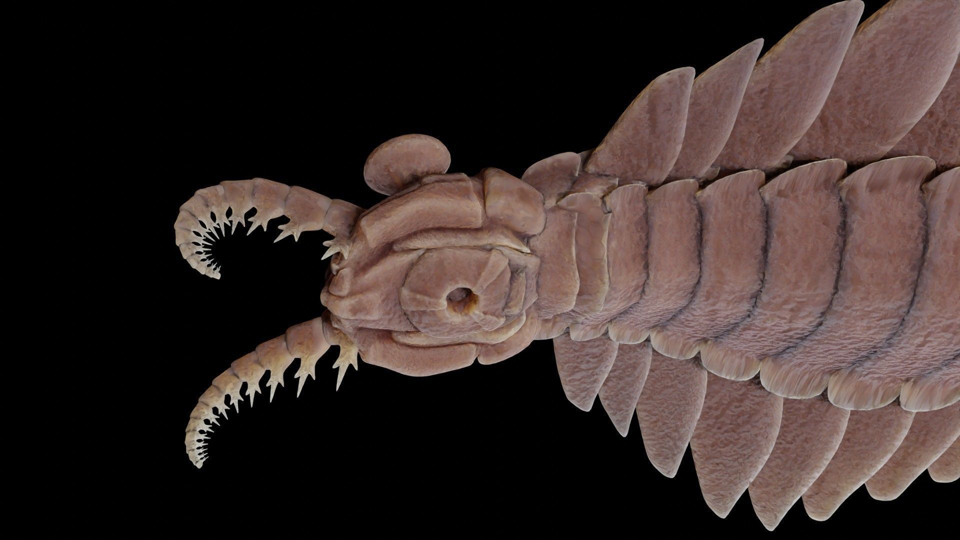 Anomalocaris Canadensis Low-poly 3D model_19