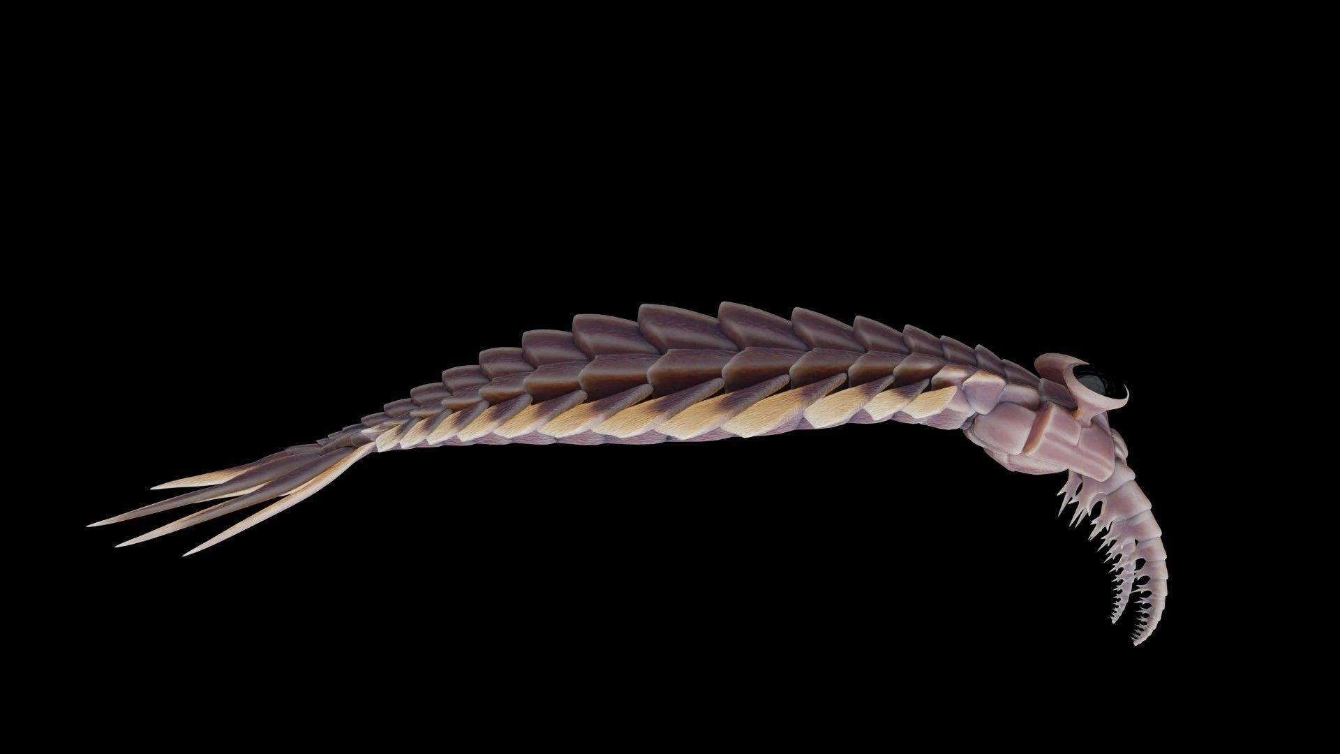 Anomalocaris Canadensis Low-poly 3D model_10
