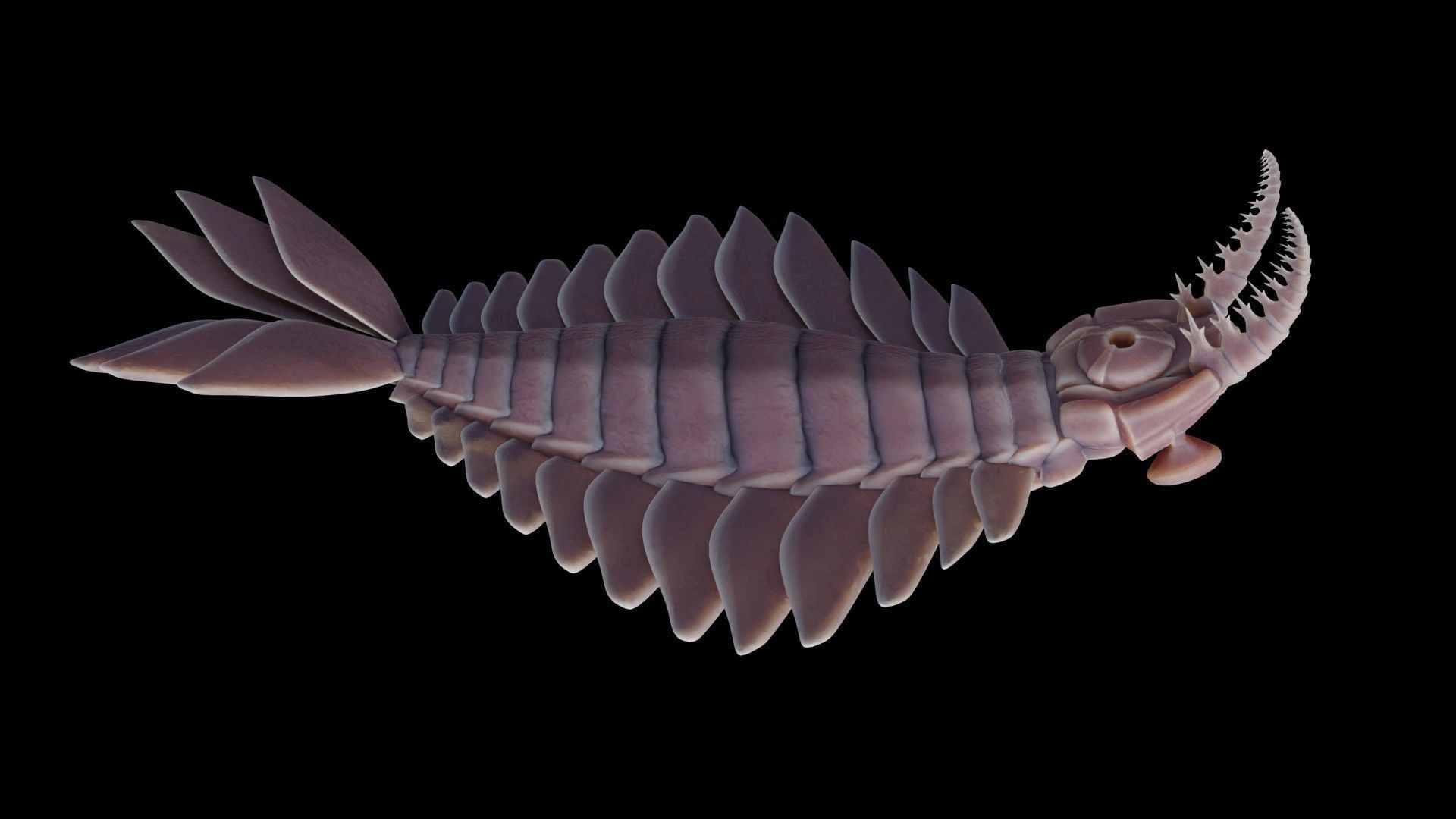 Anomalocaris Canadensis Low-poly 3D model_30