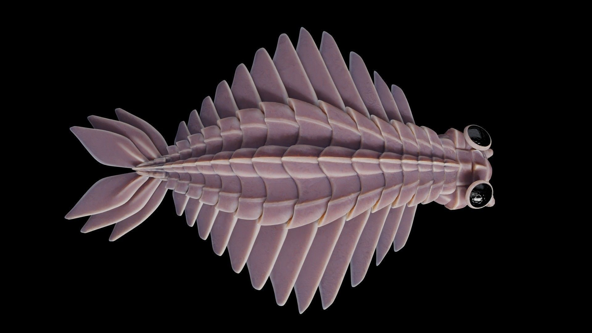Anomalocaris Canadensis Low-poly 3D model_20
